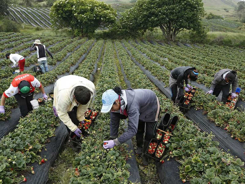 Recolección de fresa y frutos rojos