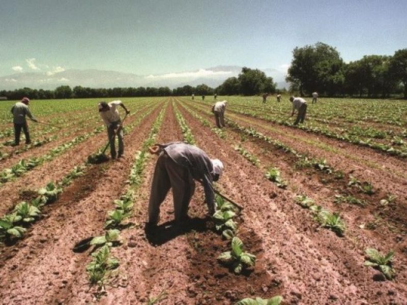 Labores de campo y plantación