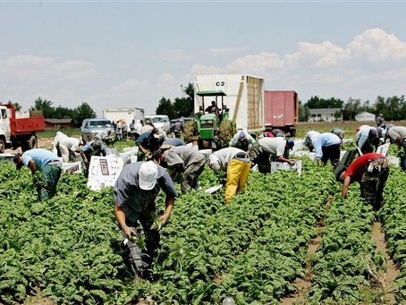 Recolección de fruta y verdura